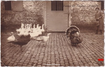 Forville - Ferme de Thiribut