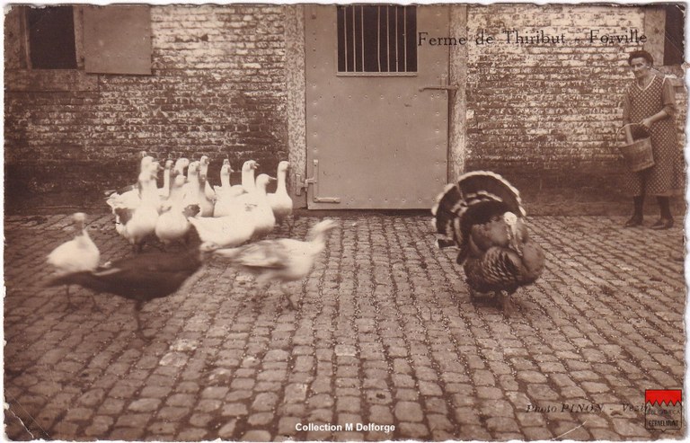 Forville - Ferme de Thiribut