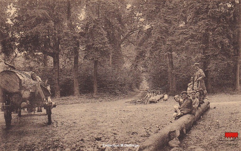 Noville-les-Bois - Paysage au bois de Fernelmont