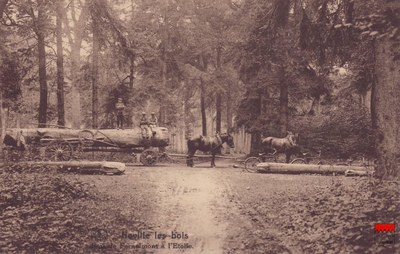 Noville-les-Bois - Bois de Fernelmont à l'Étoile