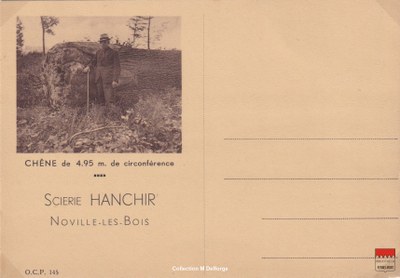 Noville-les-Bois Sart d'Avril - Scierie Hanchir  Chêne de 4,95 m de circonférence