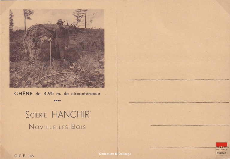 Noville-les-Bois Sart d'Avril - Scierie Hanchir  Chêne de 4,95 m de circonférence